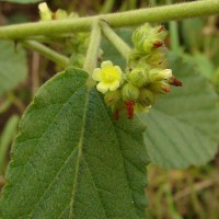Waltheria indica L.